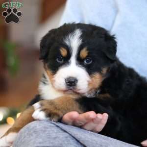 Princess Star, Bernese Mountain Dog Puppy